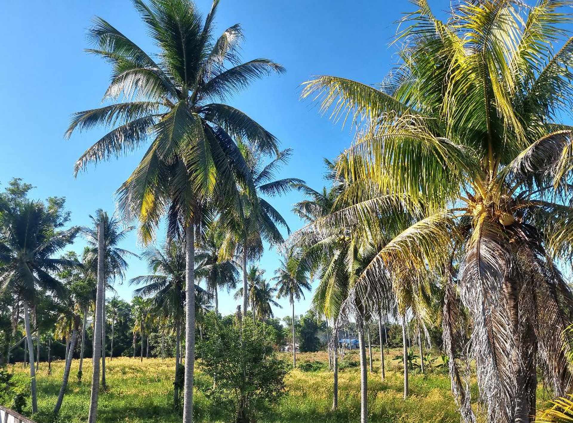 Phuket Agriculture Preservation